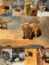 -Zoolung Zoolung动物主题公园(海信广场店)