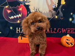 -1013 PET SHOP精品宠物商店(丁香店)