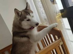 -Husky Go! 哈士奇体验馆·宠物咖啡厅狗咖