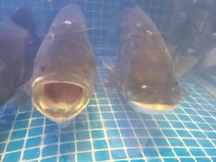 -姜君·千岛湖鱼头馆(浦东大道店)