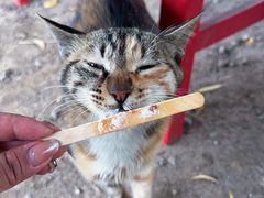 -同銮特种养殖场·龙虾垂钓