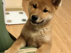 -柴源莊·柴小宠柴犬咖啡