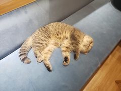 -滚猫咖啡·猫咖·猫友好撸猫(未来城店)