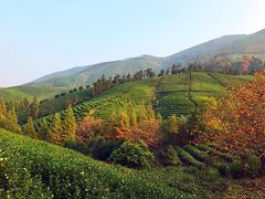 -帐篷客·溪龙茶谷度假酒店