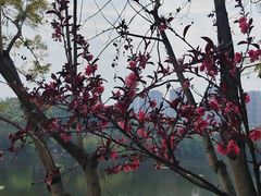 -重庆彩云湖湿地公园
