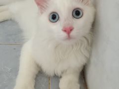 -达爱动物医院·犬猫分区·CT·复杂眼科(远洋山水分院)