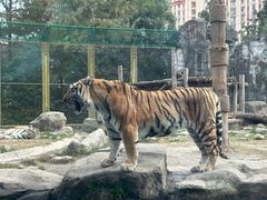 -上海野生动物园