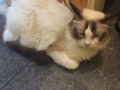 -猫色咖啡·猫咖