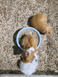 -酷嗒动物文化乐园(cutezoo西溪乐天城店)