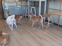 -南京Hallo宠物乐园·哈罗犬舍·柴犬繁育基地