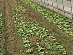 -上膳源有机农场