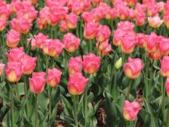 -玄武湖景区-情侣园游乐场