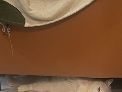 -老吴的猫·猫舍(新区店)