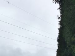 -武陵山森林公园
