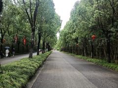 -上海海湾国家森林公园