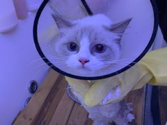 -喵百万·布偶·蓝金金渐层英短·猫舍(百子湾店)