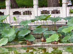 -莲花池公园