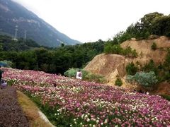 -广州市流溪河国家森林公园