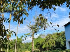 -南宁良凤江国家森林公园