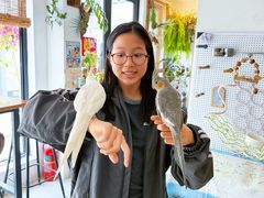 -吉丁鸟咖·异宠·寄养