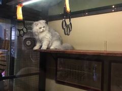 -猫咪博物馆(顶澳仔猫街店)