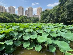-龙头寺公园