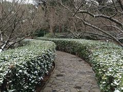-香雪海