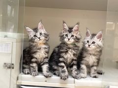 -lincat·猫舍(广州店)