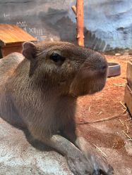 -Zoolung Zoolung动物主题公园(海信广场店)