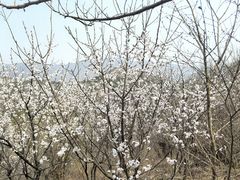 -白水寺森林公园
