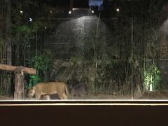-清迈夜间动物园