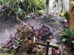 -中国科学院西双版纳热带植物园
