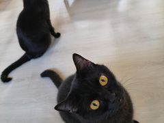-豆逗聊愈猫阁Easy Life