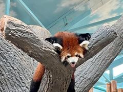 -石家庄市动物园