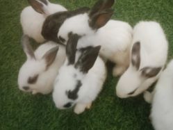 -萌宠亲子动物乐园(槐房万达店)