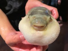 -肆月河豚·淮扬菜·湘菜(华天店)