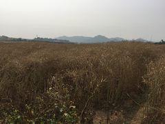-光明小镇欢乐田园