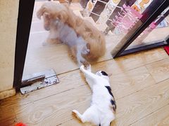 -萌喵咖啡屋(人民东路4号口M16商铺店)