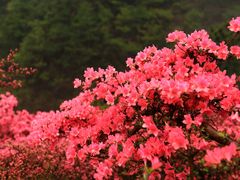 -木兰云雾山