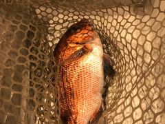 鲷鱼刺身-ジャンボ釣船 つり吉(新世界店)