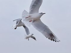 -深圳湾公园(南山区)
