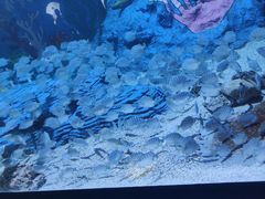 -北戴河圣蓝海洋公园