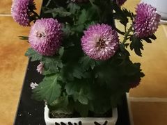 -秦美花卉(天朗·莱茵小城2期店)