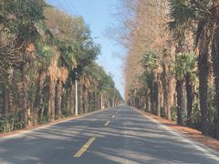 -上海海湾国家森林公园