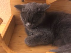 -猫友咖啡店(玉林西路店)