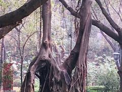 -王借岗森林公园