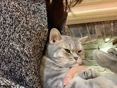 -猫色咖啡·猫咖