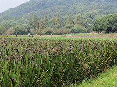 -八卦田遗址公园