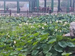-莲花池公园