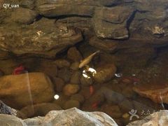 android_upload_pic-武林峰餐厅(龙湖星悦荟店)